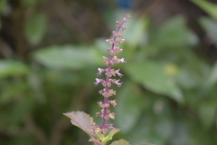 Ocimum tenuiflorum