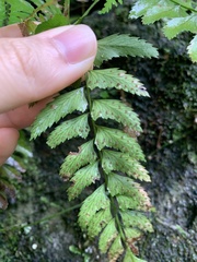 Polystichum formosanum