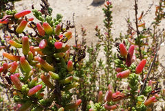 Suaeda pruinosa