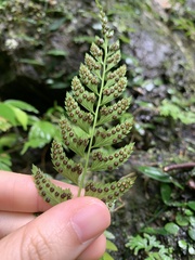 Polystichum formosanum