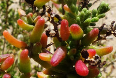 Suaeda pruinosa