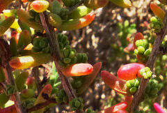 Suaeda pruinosa