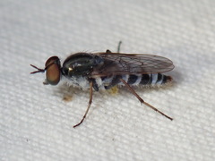 Ozodiceromyia notata
