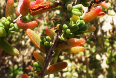 Suaeda pruinosa