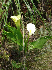 Zantedeschia albomaculata