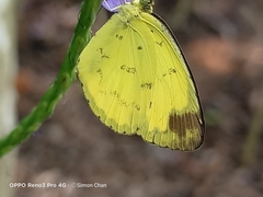 Eurema simulatrix tecmessa