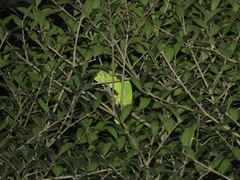 Chamaeleo chamaeleon chamaeleon