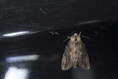 Allodontoides tenebrosa