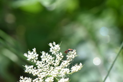 Hedychrum chalybaeum