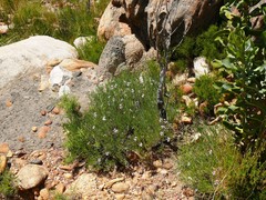 Pelargonium laevigatum oxyphyllum