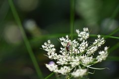 Hedychrum chalybaeum