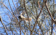 Acanthiza pusilla