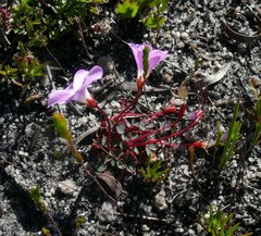 Oxalis commutata commutata