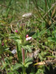 Glandular bartsia (Parentucellia latifolia)