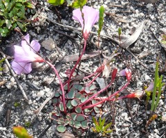 Oxalis commutata commutata
