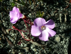 Oxalis commutata commutata