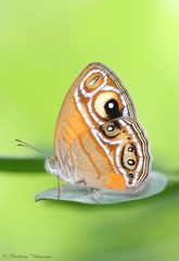 Mycalesis patnia