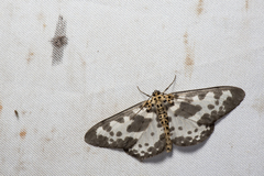 Percnia longitermen