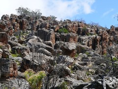 Widdringtonia wallichii