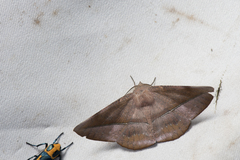 Sarcinodes yaeyamana