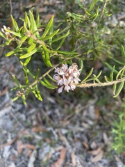 Grevillea phylicoides