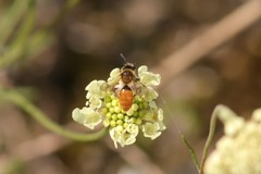 Andrena marginata