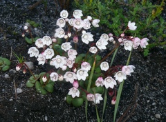 Crassula capensis capensis