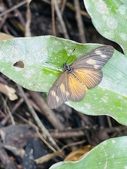 Acraea lycoa