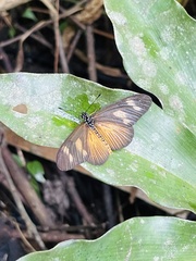 Acraea lycoa