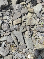 Oedipoda caerulescens
