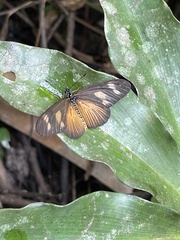 Acraea lycoa