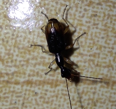 Colliuris