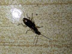 Colliuris
