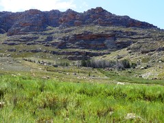 Widdringtonia wallichii