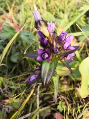 Gentianella auriculata