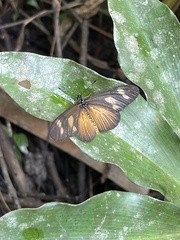 Acraea lycoa