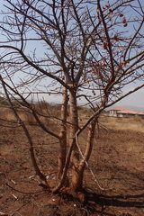 Sclerocarya birrea caffra