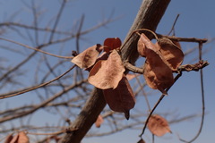 Sclerocarya birrea caffra