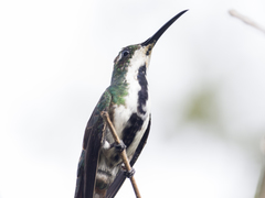Anthracothorax nigricollis