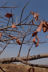 Sclerocarya birrea caffra