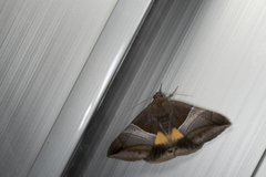 Bastilla fulvotaenia