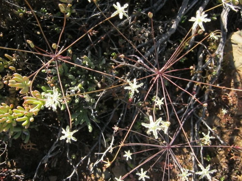 Strumaria gemmata
