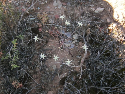 Strumaria gemmata