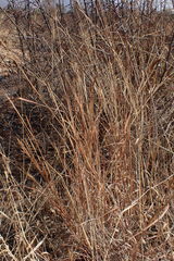 Heteropogon contortus