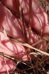 Heteropogon contortus