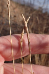 Heteropogon contortus