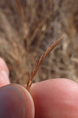 Heteropogon contortus