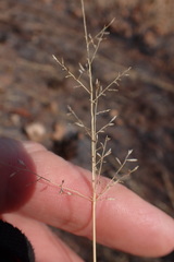 Eragrostis rigidior