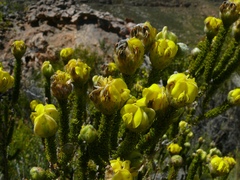 Aspalathus triquetra