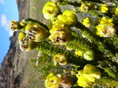 Aspalathus triquetra